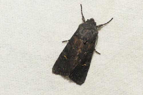 Aporophyla nigra
